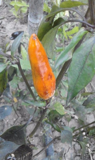 BLAULAUBIGER LANGLICH - SEMINTE ARDEI IUTE CHILI