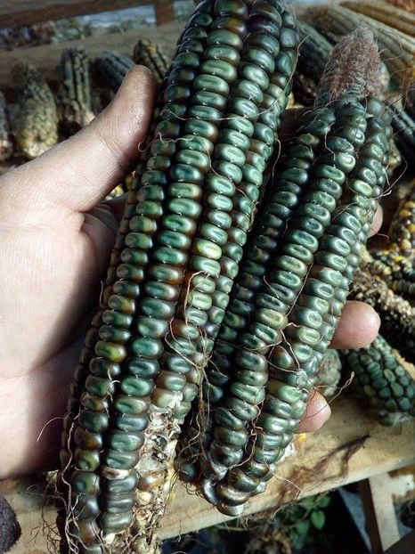  - SEMINTE PORUMB VERDE - OAXACAN GREEN - P 24