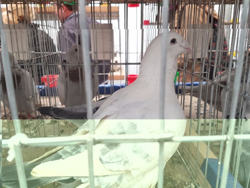  - 27 oct 2017 INDAGRA porumbeii mei