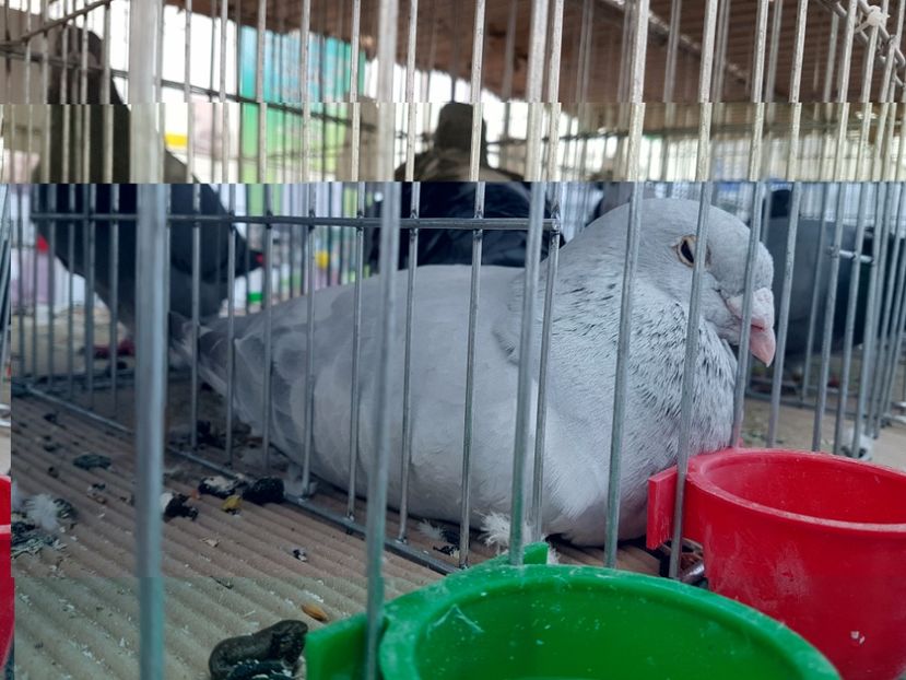  - 27 oct 2017 INDAGRA porumbeii mei