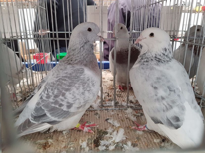  - 27 oct 2017 INDAGRA porumbeii mei