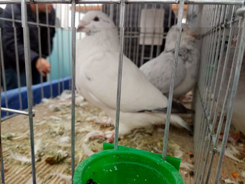  - 27 oct 2017 INDAGRA porumbeii mei