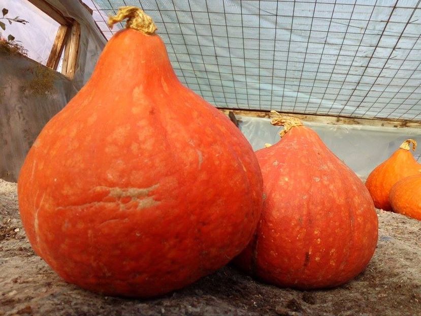  - SEMINTE DOVLEAC HOKKAIDO