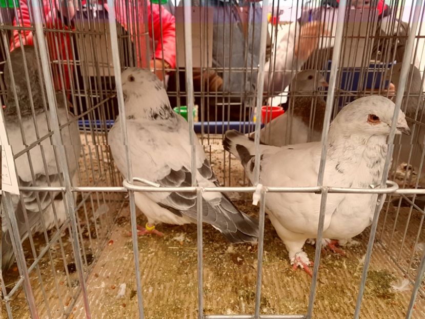  - 27 oct 2017 INDAGRA porumbeii mei