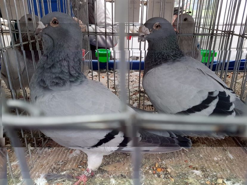  - 27 oct 2017 INDAGRA porumbeii mei