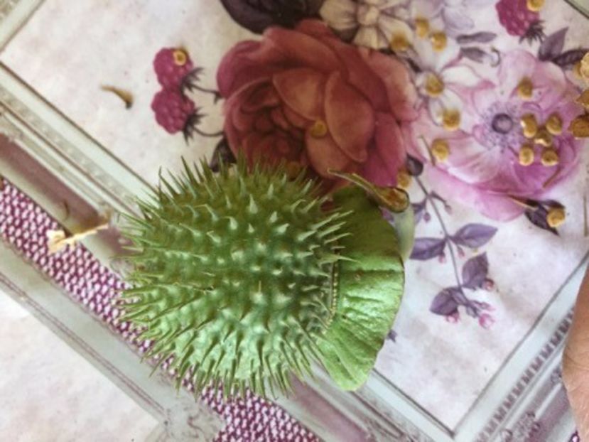 Seminte de Brugmansia albe - FLORILE MELE 2017