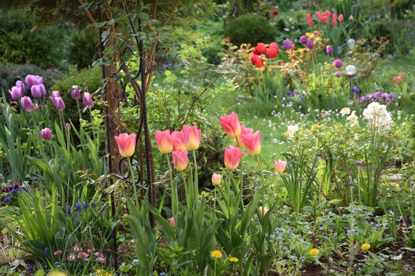 Aprilie 2017 - Z_FAVORITELE gradinii mele