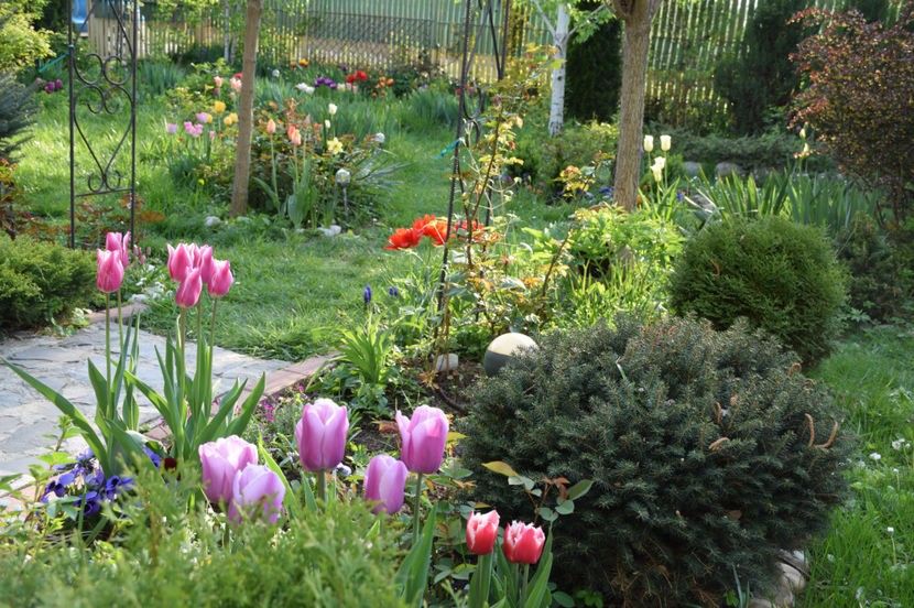 2017 - Z_FAVORITELE gradinii mele