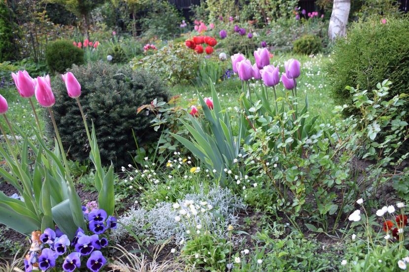 2017 - Z_FAVORITELE gradinii mele