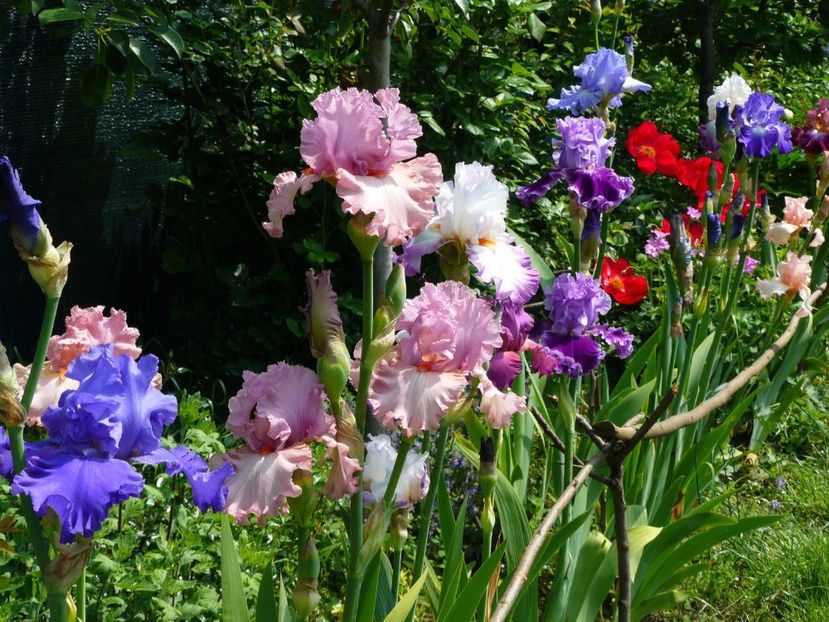 2017 - Z_FAVORITELE gradinii mele