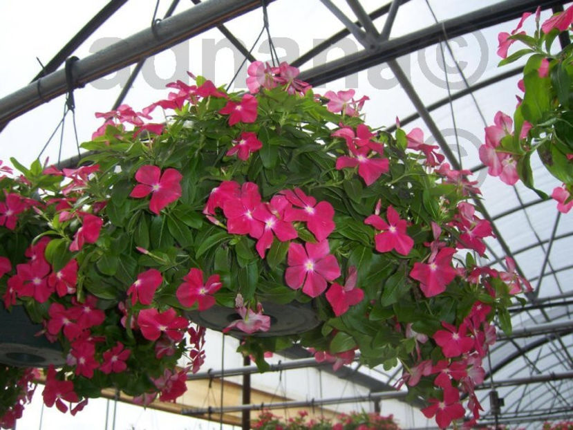  - Vinca curgatoare - Catharanthus roseus Mediterranean Trailing