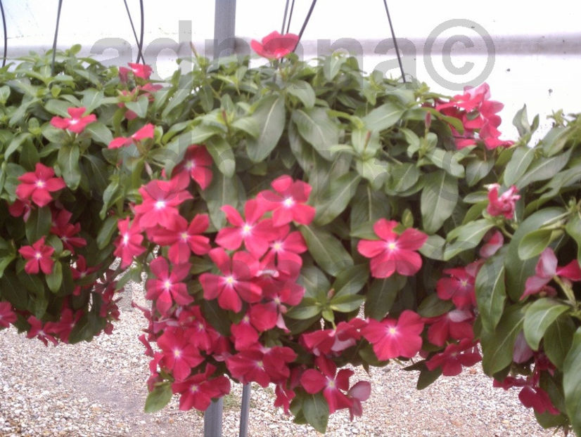  - Vinca curgatoare - Catharanthus roseus Mediterranean Trailing