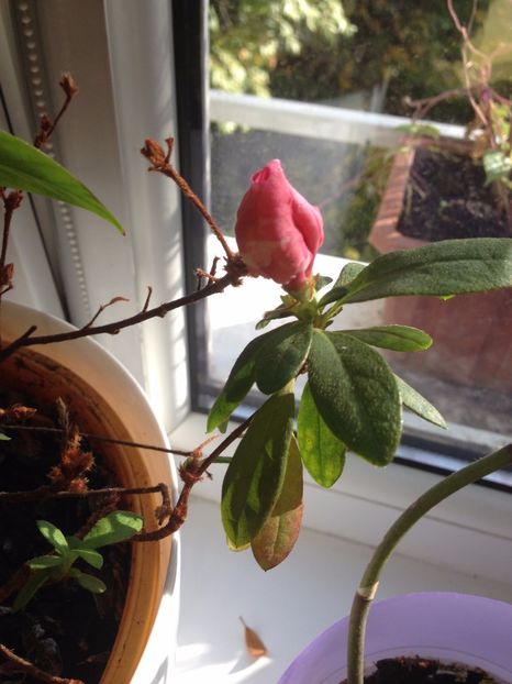 azalee - FLORILE MELE 2017