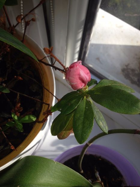 azalee - FLORILE MELE 2017