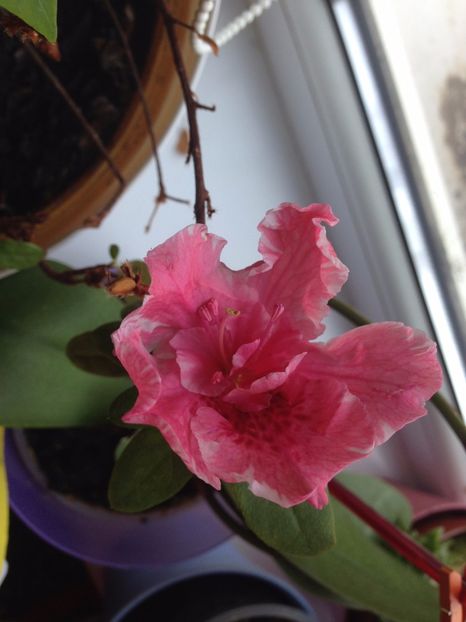 azalee - FLORILE MELE 2017