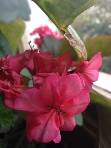 muscata - FLORILE MELE 2017