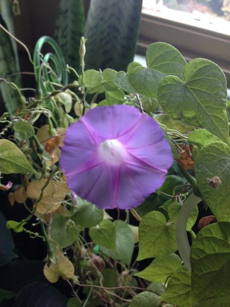 zorele - FLORILE MELE 2017