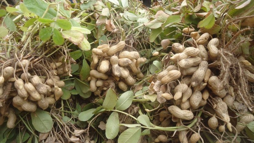 seminte de alune..le voi planta in primavara - Achizitii FLORI 2017