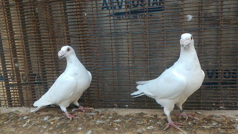 P_20171029_155321 - Voiajori Italiani de Frumusete matca 2017