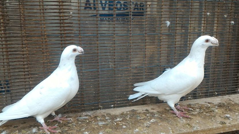 P_20171029_155306 - Voiajori Italiani de Frumusete matca 2017