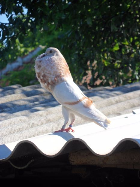 3. 95p Leipzig Doo as a Youngster 2012 - Revista