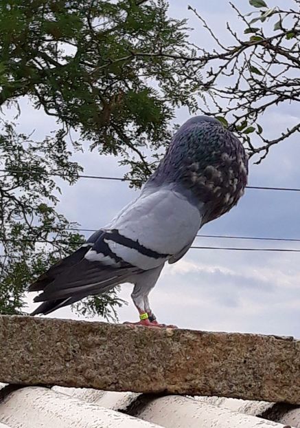 8. Blue Doo 2017 - Revista