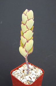 Kalanchoe fedtschenkoi f compacta - 011 Dorinte