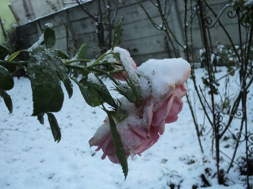  - CURTE SI GRĂDINĂ