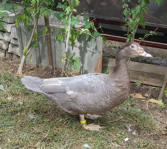 Warzenenten lilac - Bomboane asortate 2017