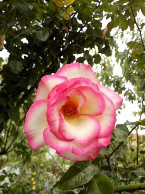 handel - 0 TRANDAFIRI 2017