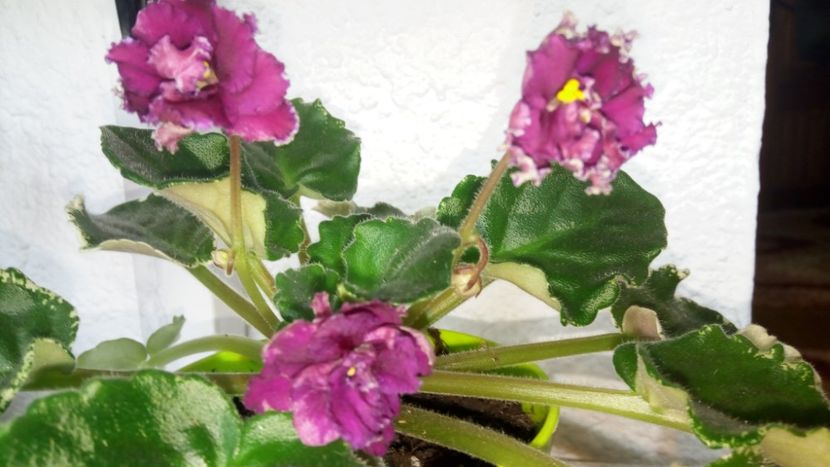 30.10.2017 - ZZZ____EK Moulin Rouge