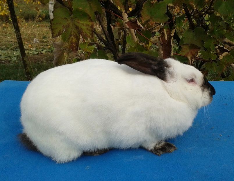 Octombrie 2017 - femela 3