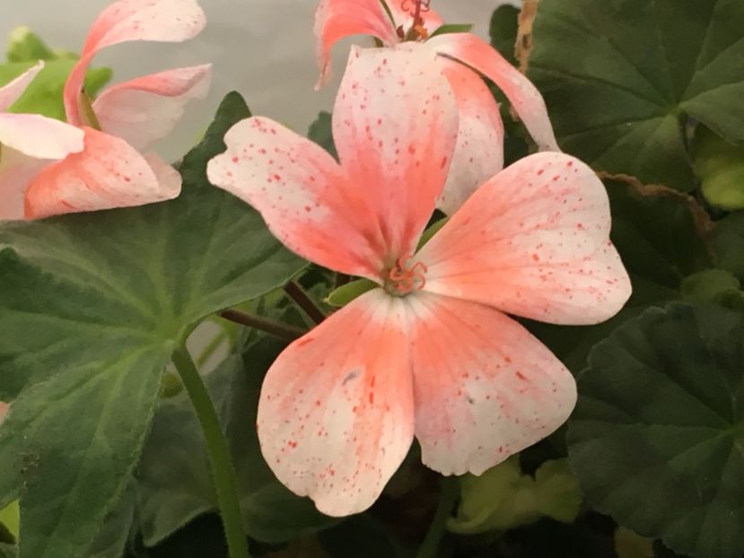 Thorley - Muscate colectie