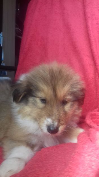 Collie Rouge - Collie Rough Joisie Ballo si pui