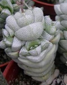 Crassula deceptor - 011 Dorinte