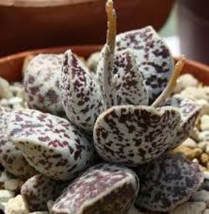 Adromischus phillipsiae - 011 Dorinte