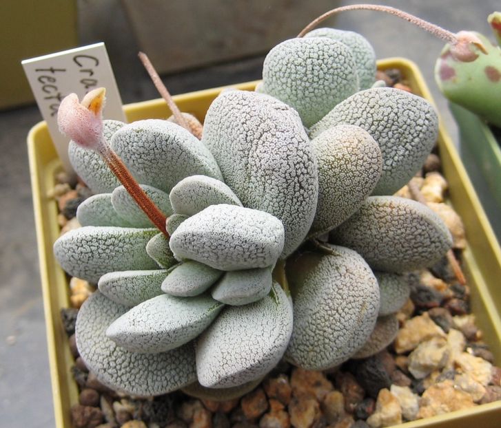 Crassula tecta - 011 Dorinte