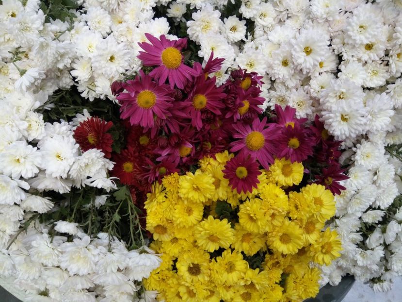 29.oct.2017 -Puffy - Flori de gradina 2017