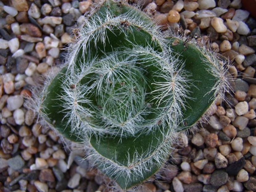 Crassula  barbata - 011 Dorinte