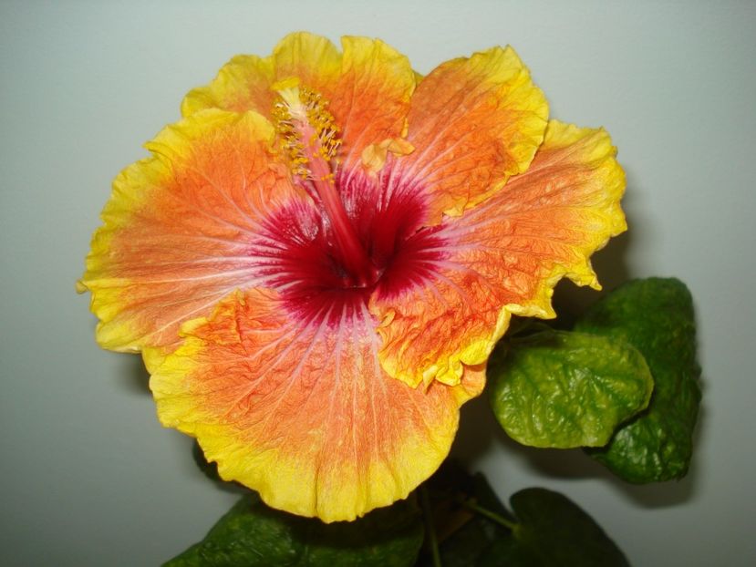  - Hibiscus Tahitian Desert Sunset