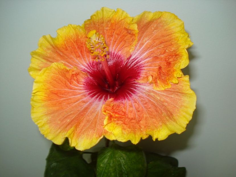  - Hibiscus Tahitian Desert Sunset