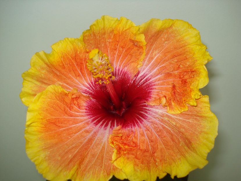  - Hibiscus Tahitian Desert Sunset