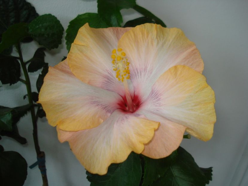  - Hibiscus DPs Emerald Rose