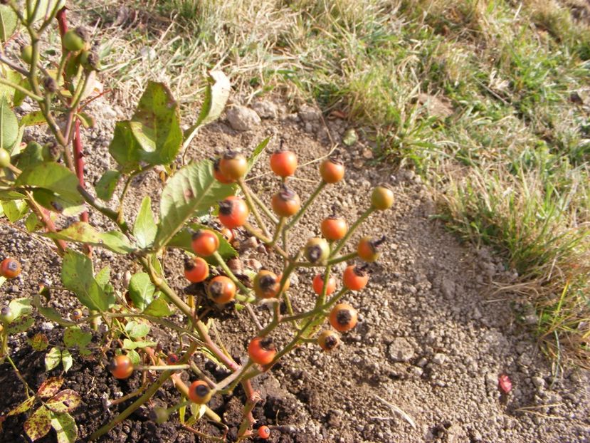 Perennial Blush - Macese