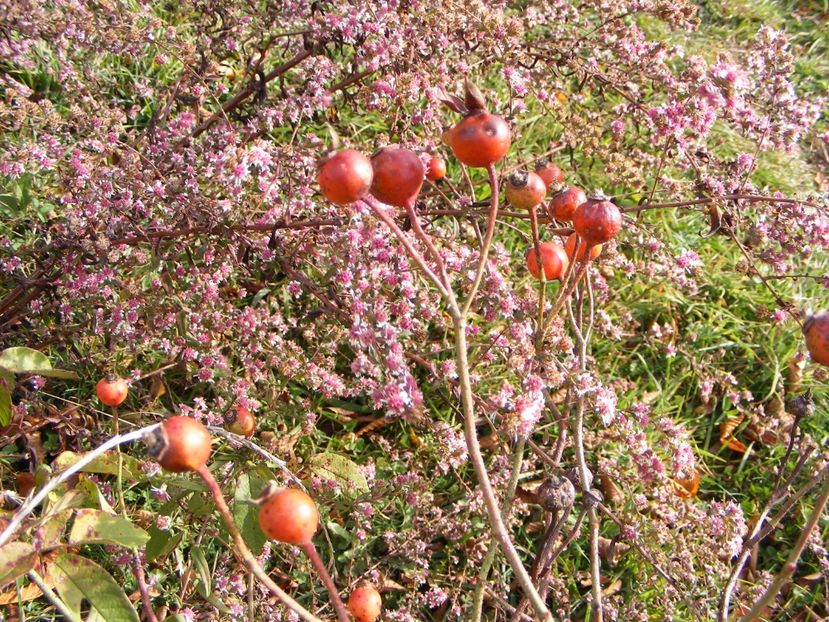 Rosa gallica Versicolor - Macese