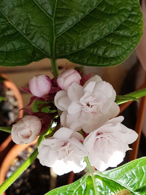  - Clerodendrum fragrans