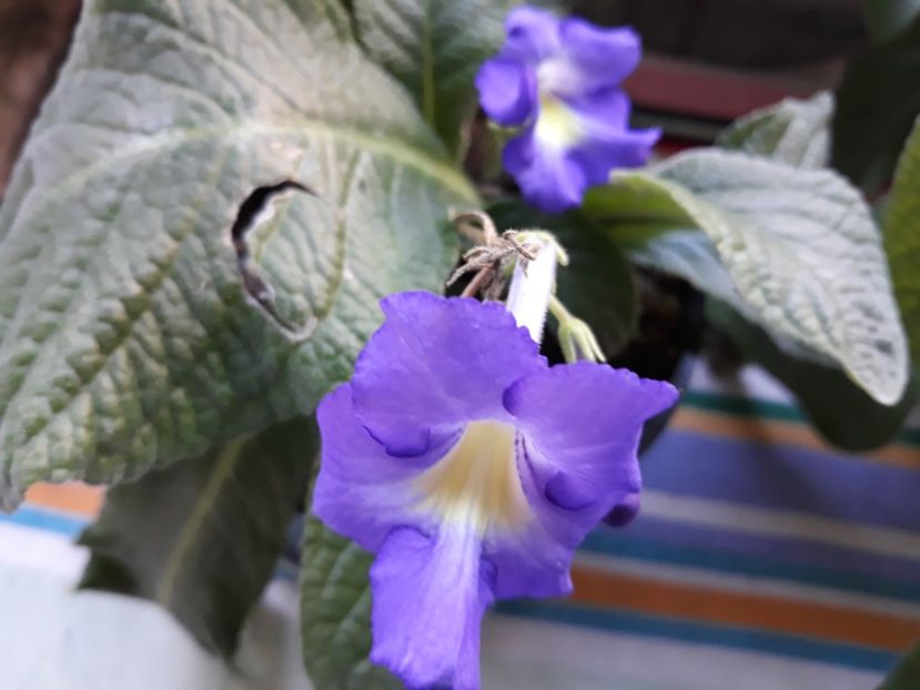  - STREPTOCARPUS