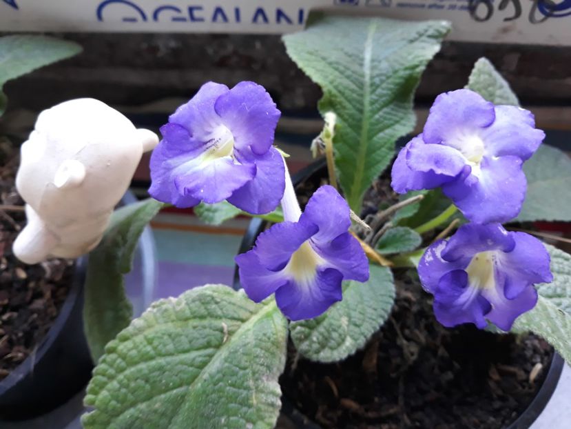  - STREPTOCARPUS