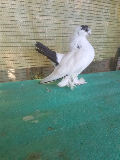 F 5901, 17 - au fost VANDUTI