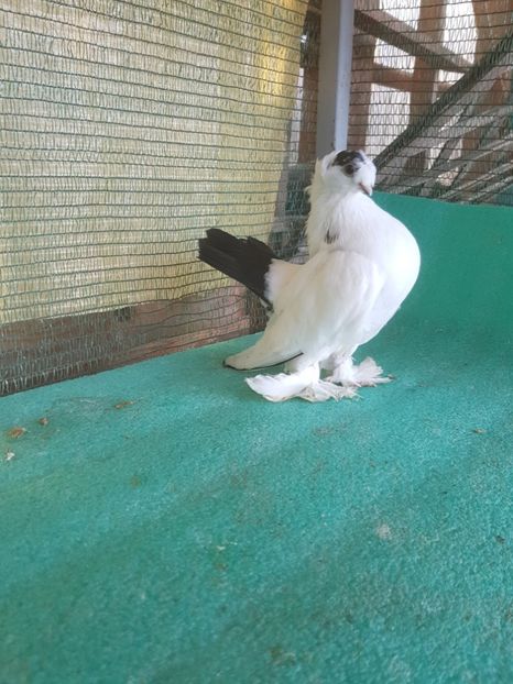 F 5901, 17 - au fost VANDUTI